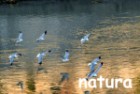 link pagina Natura